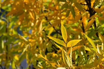 the first yellow foliage - the beginning of autumn in September