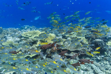 Palau Diving -  A group of fish swimming towards the stream