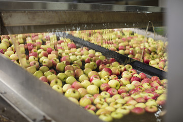 Apples being cleaned by machine