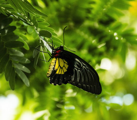 Black, yellow and orange butterfly