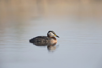 A red-necked grebe (Podiceps grisegena) swimming and foraging in a pond at the village Linum Germany.