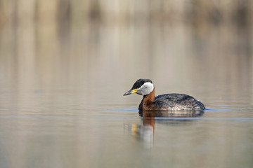 A red-necked grebe (Podiceps grisegena) swimming and foraging in a pond at the village Linum Germany.