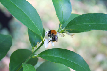 Honey bee collecting pollen on a white Lemon flower. Selective focus
