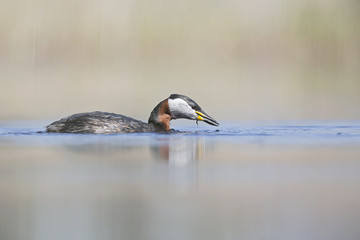 A red-necked grebe (Podiceps grisegena) catching a fish in a pond at the village Linum Germany.