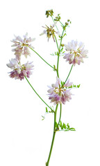 Clover or trefoil flower medicinal herbs isolated on white