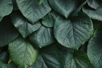 close up of big green leaves in garden