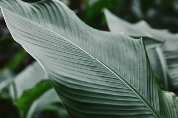 close up of big green leaf with veins in garden