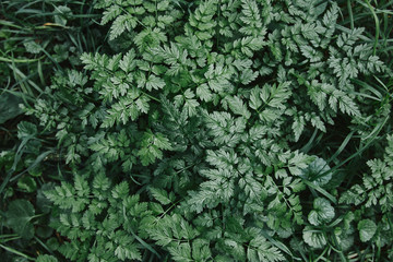 elevated view of green plants and grass in garden