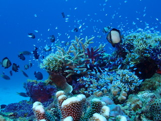 海中写真