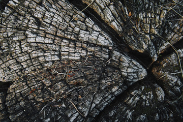 top view of grungy old dried stump in park