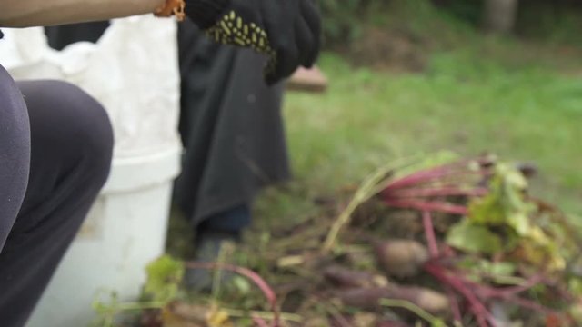 Farmer hands in gloves holding a bunch of freshly harvested beetroots