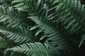 close up of beautiful dark green ferns leaves in garden