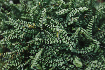 close up of green ferns leaves in garden