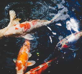 Koi Fish in Hong Kong