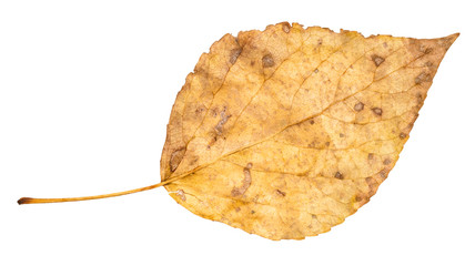 Fototapeta premium dried fallen yellow autumn leaf of poplar tree