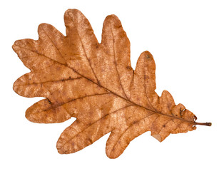 dried fallen brown autumn leaf of oak tree