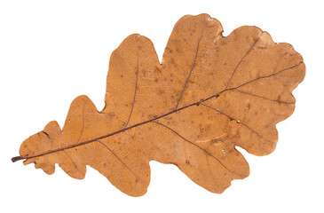 Obraz premium dried brown autumn leaf of oak tree cut out