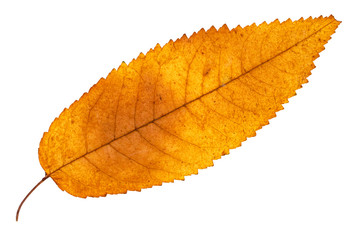 dried fallen yellow autumn leaf of ash tree