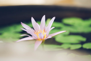 Lotus flower in lotus pond