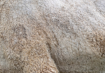 The skin of a camel on its side and hip. Background texture of a camel's skin.
