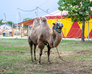 A two-humped camel in the city park. Camel walking in the park.