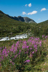 Fototapeta premium beautiful flowers on Besseggen ridge in Jotunheimen National Park, Norway