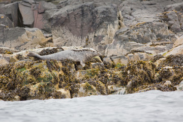 Grey seal (Halichoerus grypus) pair perched on rocks
