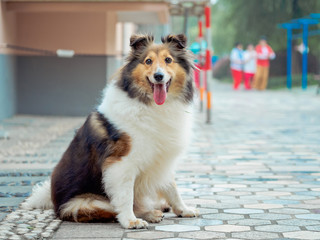 Dog, Shetland sheepdog, collie, sitting on ground, mouth open looks like smiling, vintage mode.