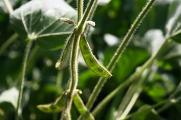 Soybean pods in the sunlight growing on plant in the field. Selective focus.
