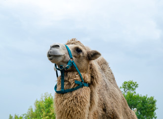 A two-humped camel in the city park. Camel walking in the park.