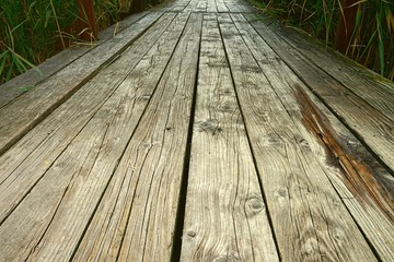 Fototapeta premium wood road in forest