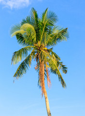 Fototapeta premium Coconut Tree In Leyte, Philippines
