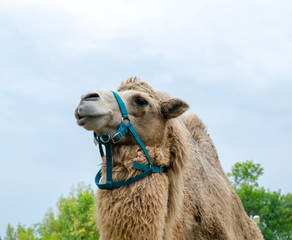 A two-humped camel in the city park. Camel walking in the park.