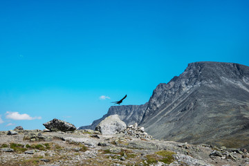 eagle flying over Besseggen ridge in Jotunheimen National Park, Norway