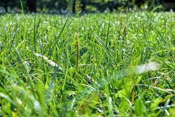 green grass with water drops