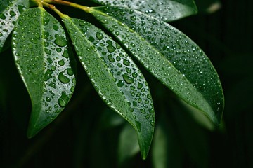 green leaf with water drops