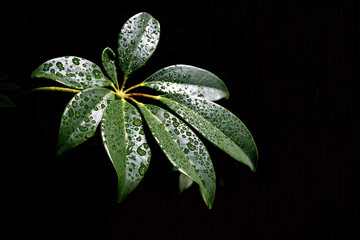green leaf with water drops isolated on black