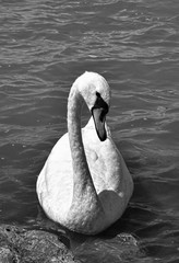 swan on lake