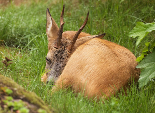 Deer buck, (Capreolus capreolus) Resting in the green grass.