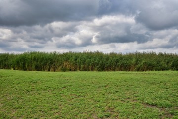 field of green grass and blue sky