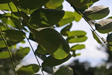 green leaves of tree