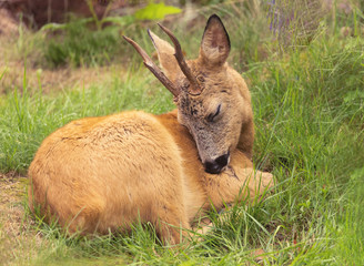 Roe deer (Capreolus capreolus). Rest in the green grass.