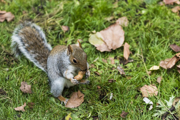 Naklejka na ściany i meble A grey squirrel eating in St James Park, London