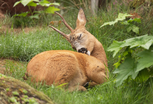 Deer buck, (Capreolus capreolus) Resting in the green grass