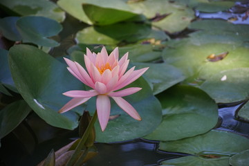 waterlilly