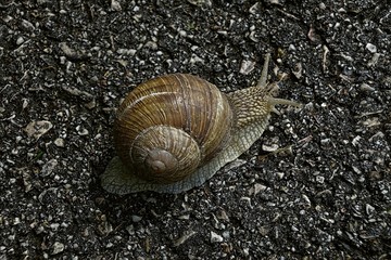 snail on stone