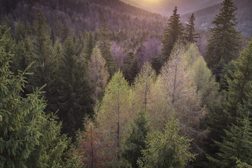 Aerial view of a forest. Road in a forest aerial view. Aerial view of a forest. Romanian landscape.