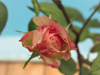 Botão de rosa e o fundo desfocado.