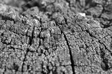 bark of a tree