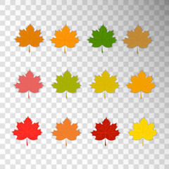 Maple leaves. Colorful leaves isolated on transparent background.